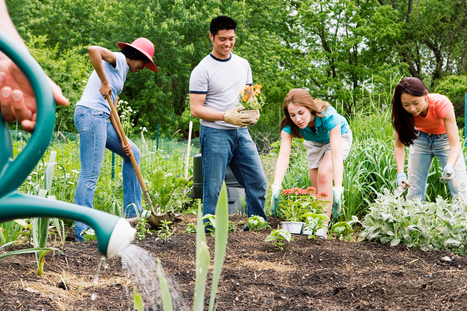 Group planting in community garden